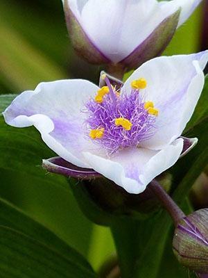 Tradescantia florece en verano