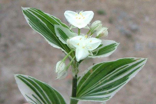 Tradescantia está creciendo rápidamente