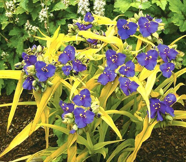 Jardinería Tradescantia