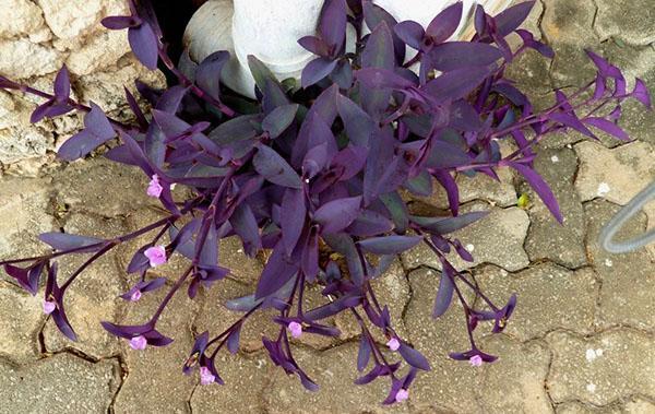 Cuidar una tradescantia de jardín no es diferente de cuidar una planta de interior.