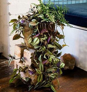 Tradescantia en una olla