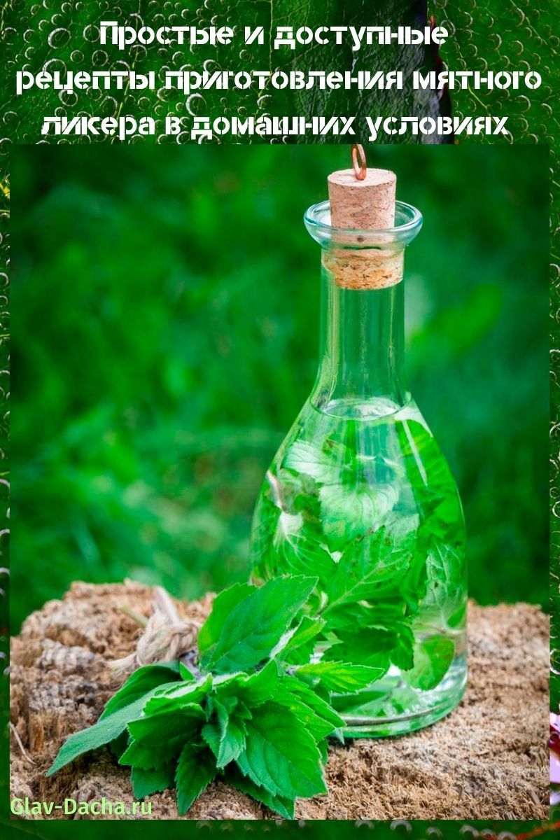 liqueur de menthe à la maison