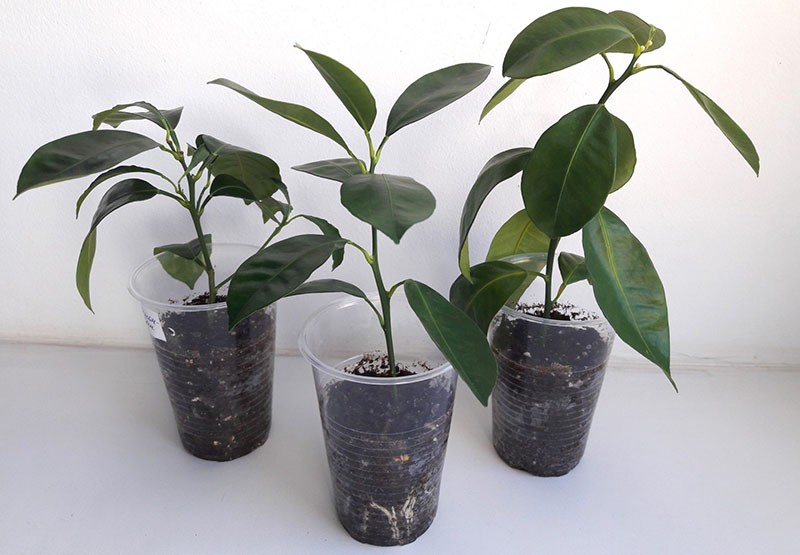 moyens efficaces de reproduction de la calamondine