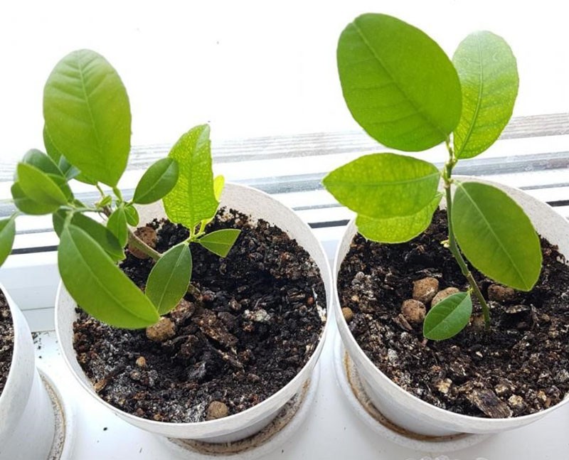 calamondin dénoyauté
