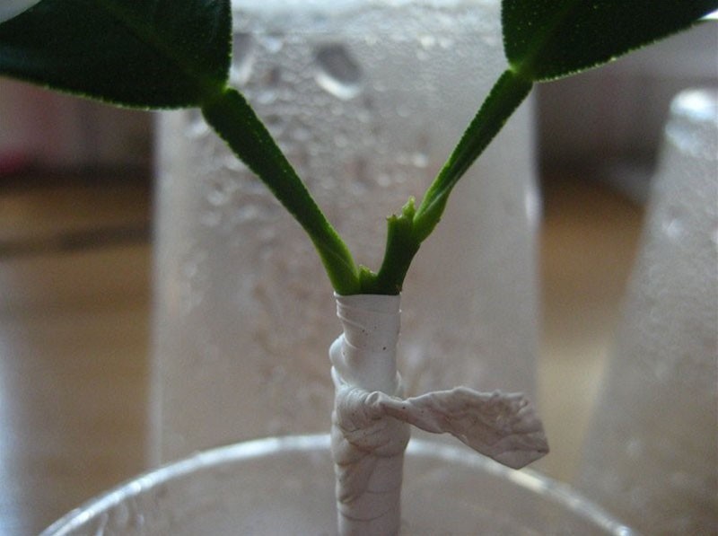 reproduction de calamondine par greffage