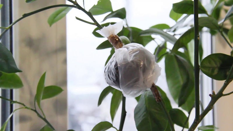 reproduction du calamondin par marcottage aérien