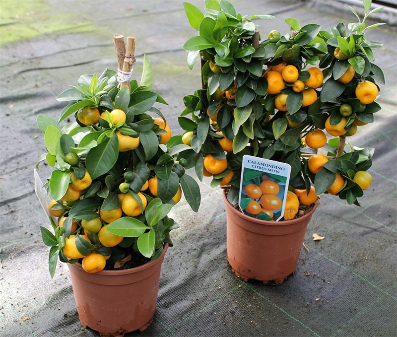 calamondin fructífero