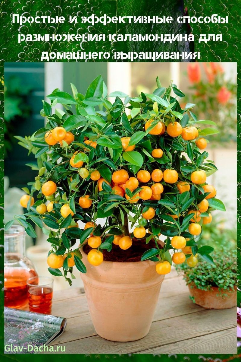 reproducción de calamondin