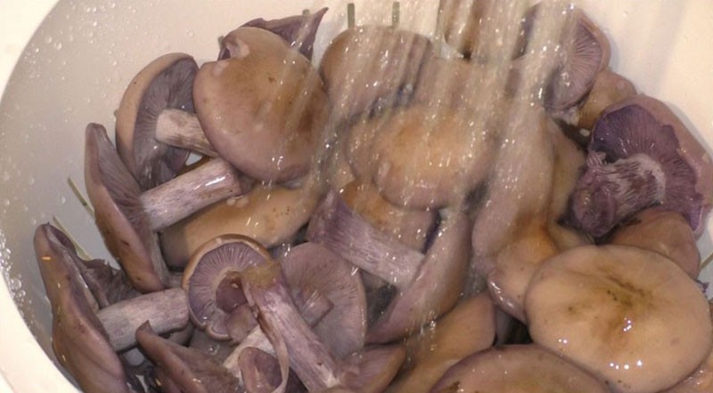 laver les champignons sous l'eau courante