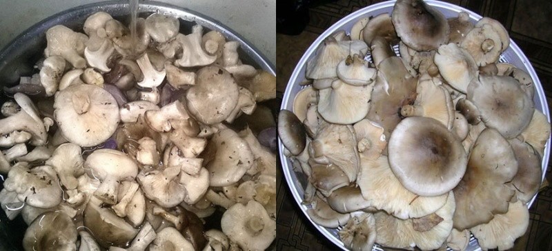 laver les champignons