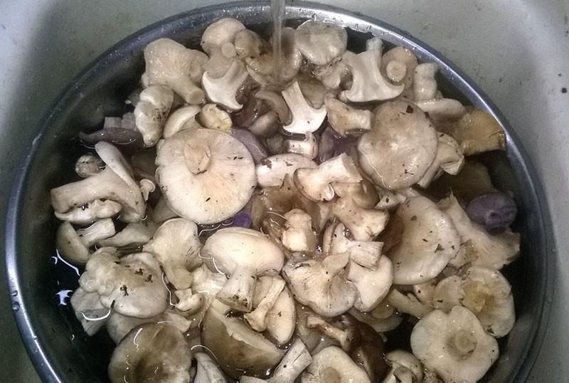 laver les champignons