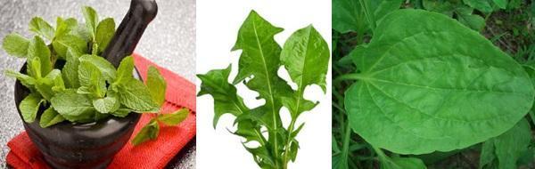 menthe, pissenlit et plantain