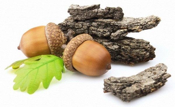 écorce et fruits de chêne