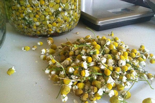 fleurs de camomille