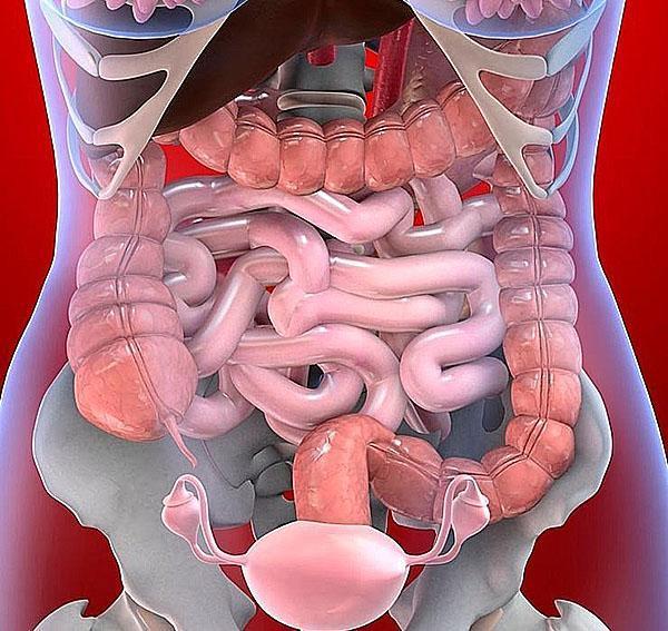 para el trabajo del tracto digestivo