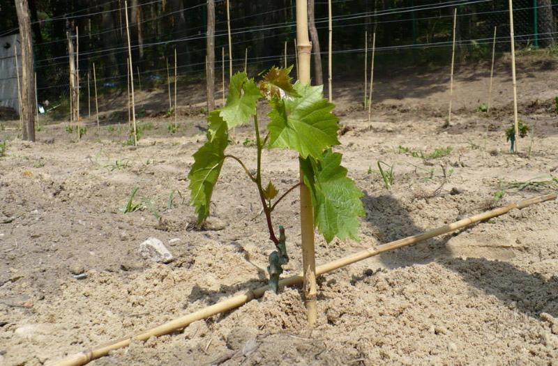 raisins issus de la plantation de boutures et soins après la plantation