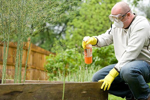 travailler avec des insecticides dans les équipements de protection individuelle