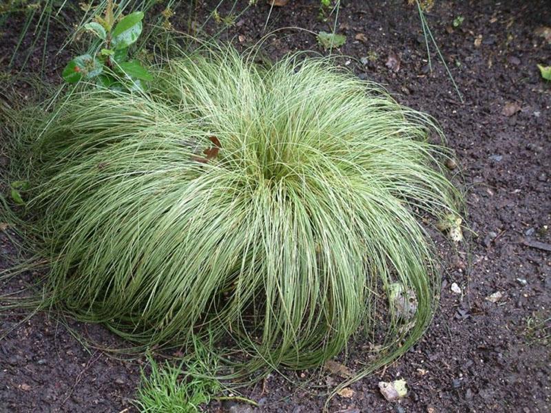 decoración de jardín festuca roja