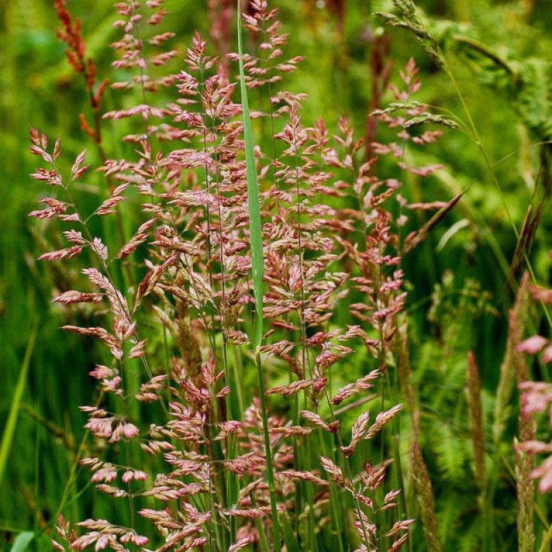 fétuque rouge en fleur