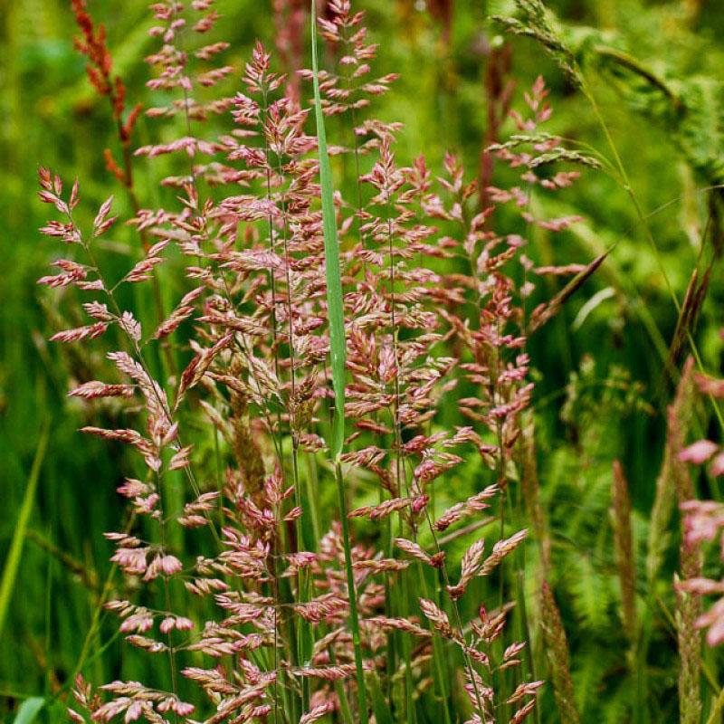 festuca roja en flor