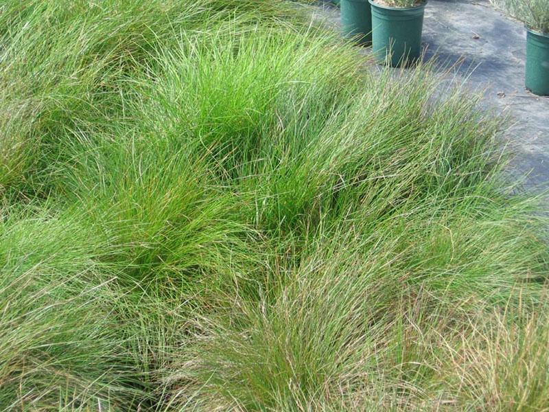 variété poilue