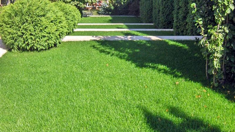 pelouse de fétuque