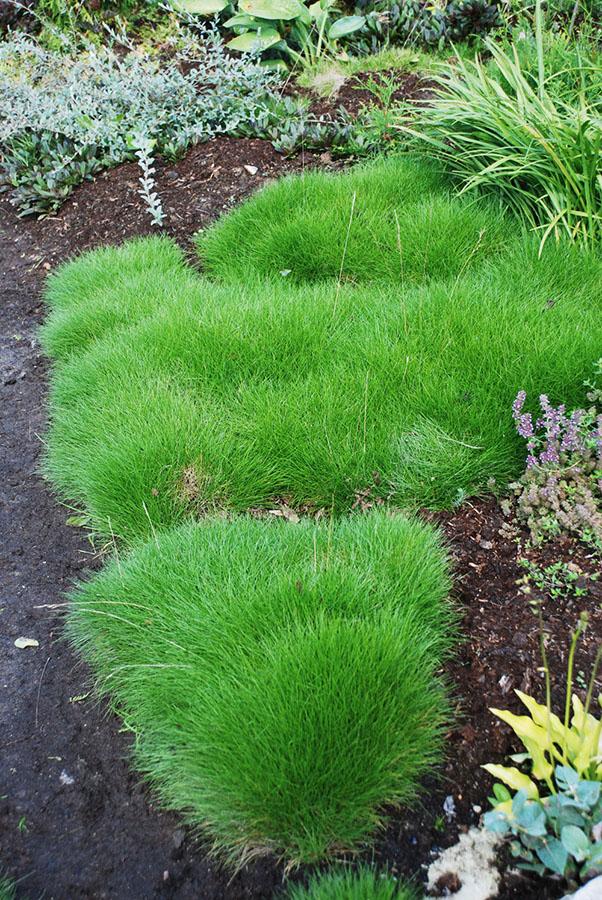 festuca roja en la composición del jardín