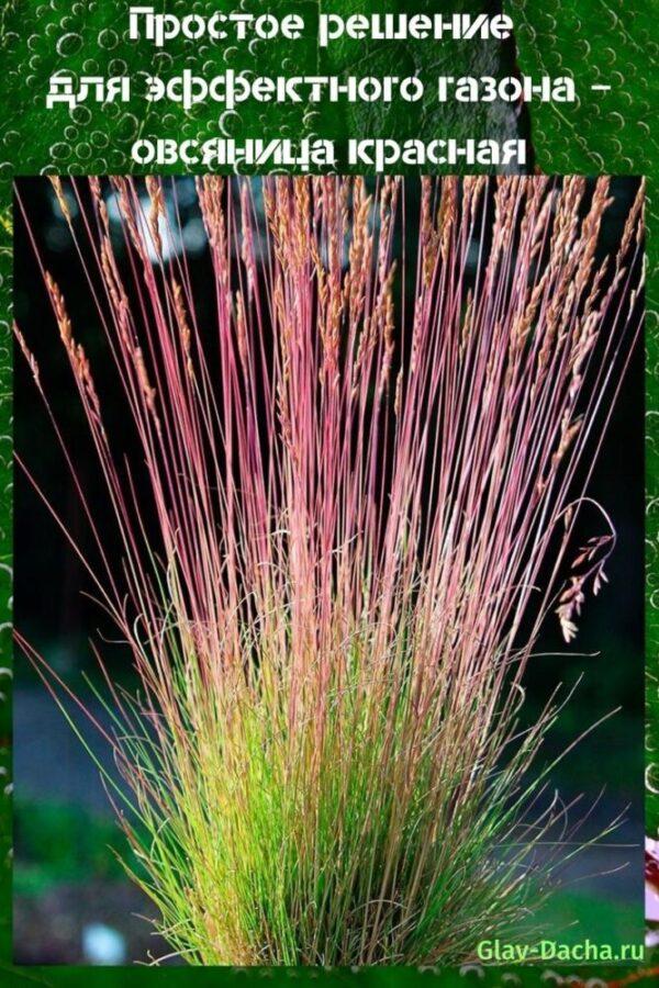 festuca roja