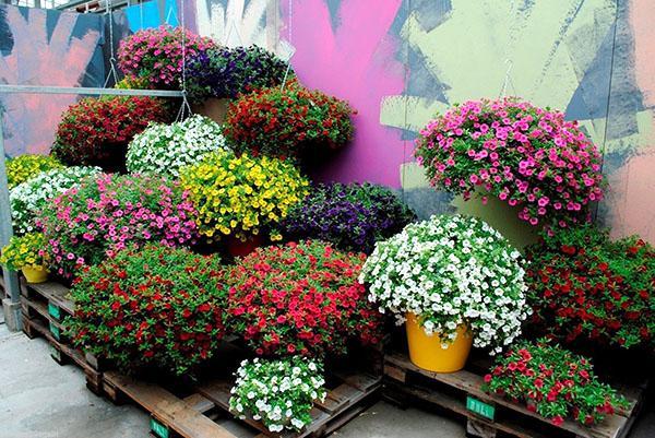 Cultivando calibrachoa en el jardín.