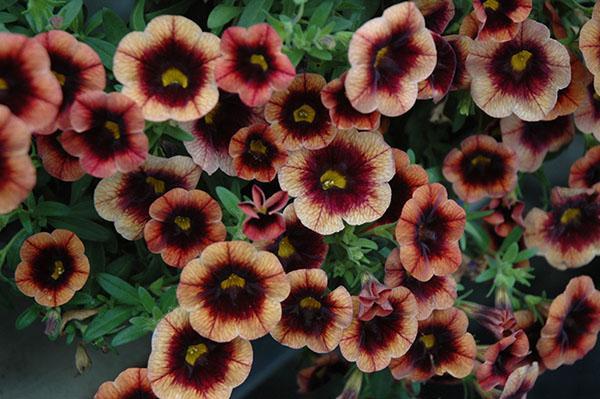 flores de calibrachoa