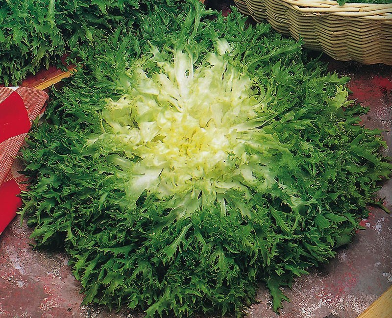 lechuga escarola blanqueadora de hojas