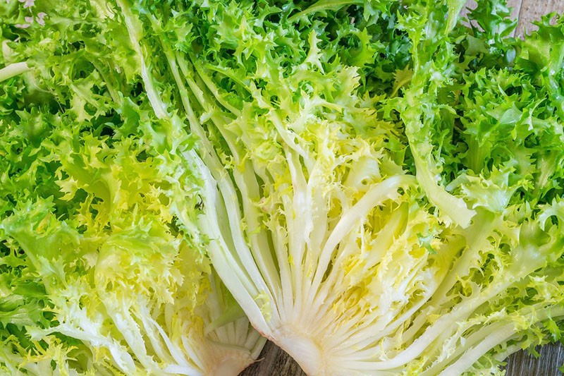 lechuga de escarola en las regiones del norte