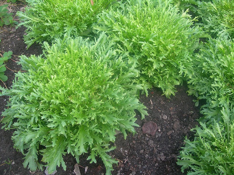 cultivo de lechuga de escarola