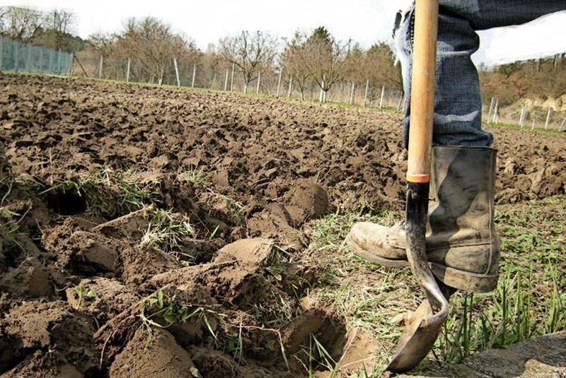 excavar un lugar debajo del jardín