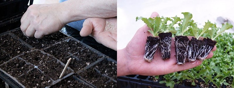 Cultivo de plántulas de lechuga de escarola