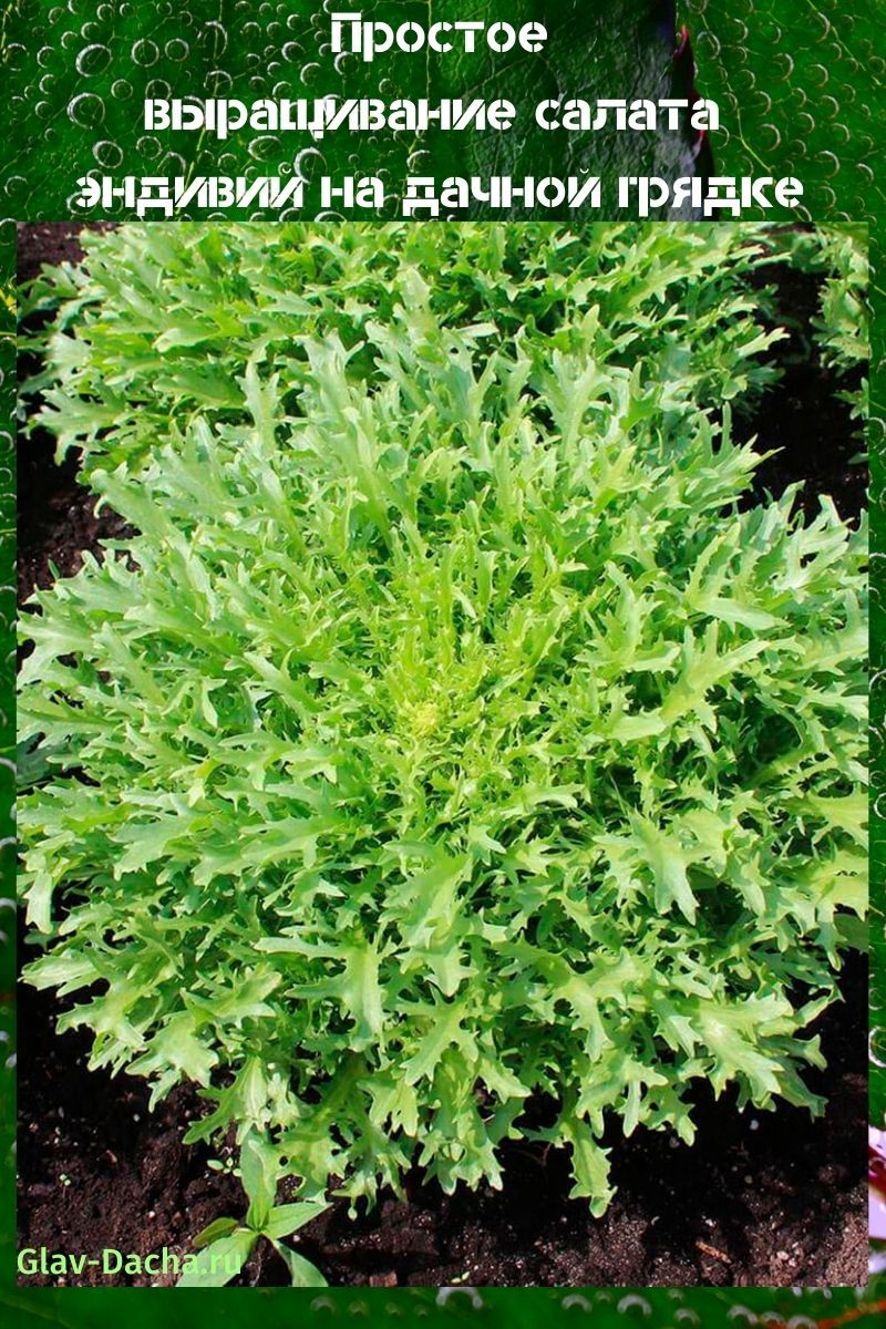 cultivo de lechuga de escarola