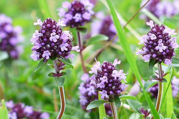 flores de tomillo