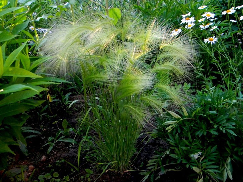 planta sin pretensiones para el suelo