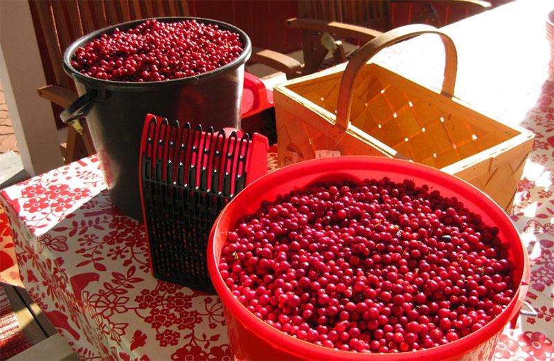 clasifica cuidadosamente las bayas de arándano rojo