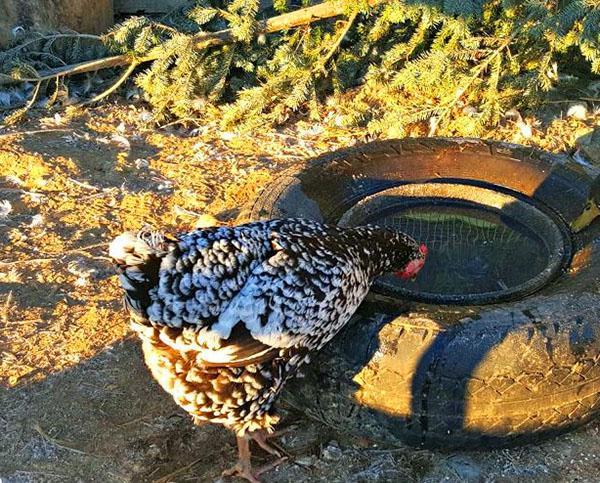 la poule boit de l'eau