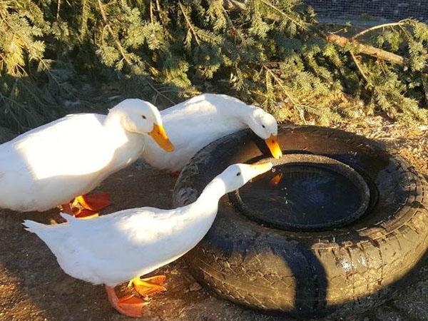 les canards aiment