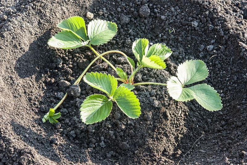 travail du sol avant de planter des fraises