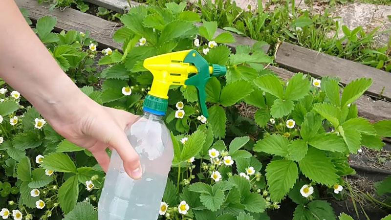 top dressing pendant la floraison