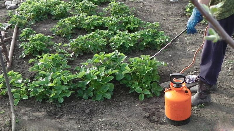 nourrir les fraises avec de l'iode