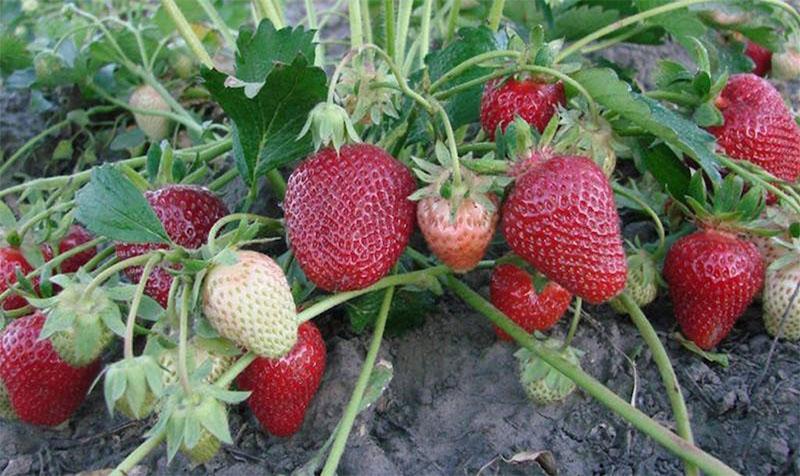fraises fructifères après avoir été nourries avec de l'iode