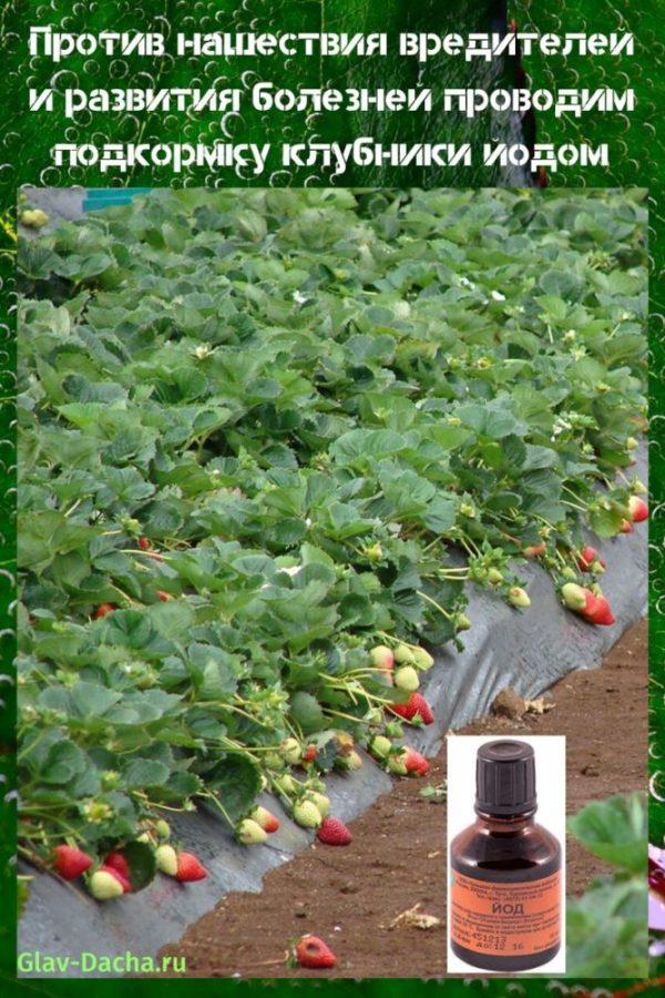 nourrir les fraises avec de l'iode