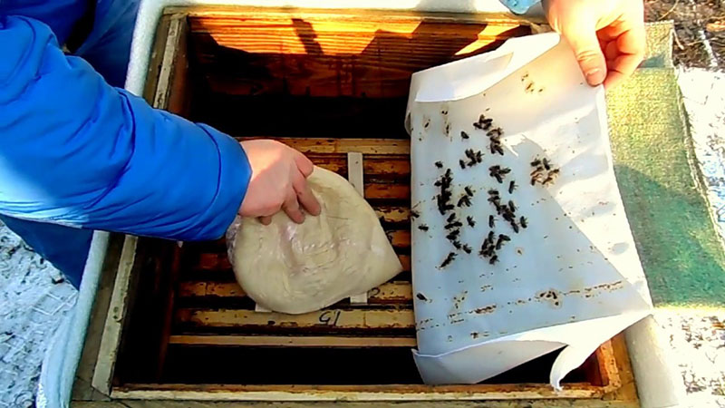 alimentando a las abejas kandy