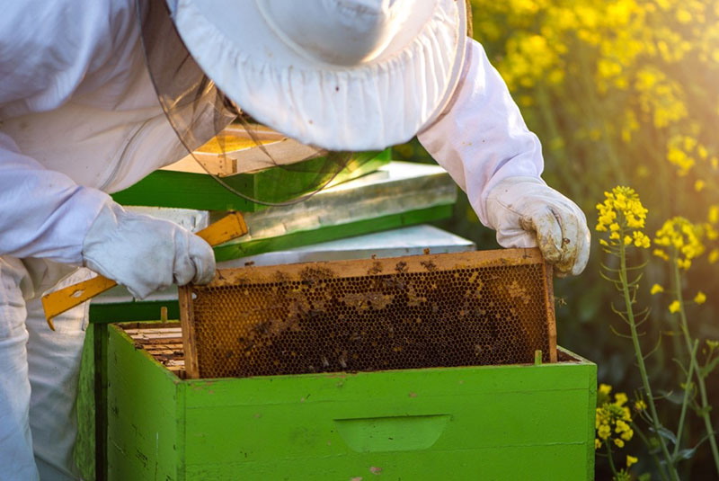 kandy es esencial para las abejas