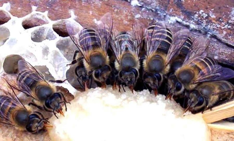 alimentar a las abejas