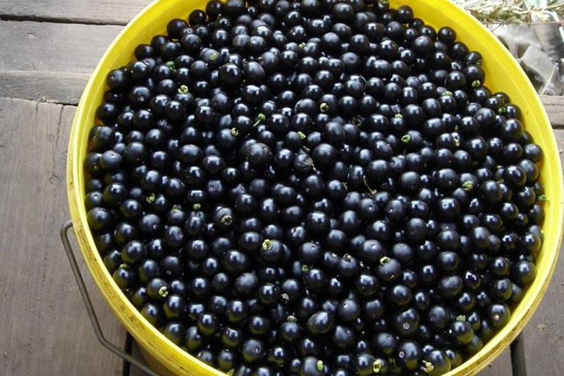 iterar sobre sunberry